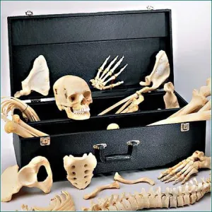 0219-80C Disarticulated HALF Skeleton, Premier 4-Part Skull with Locking Compartmented Case