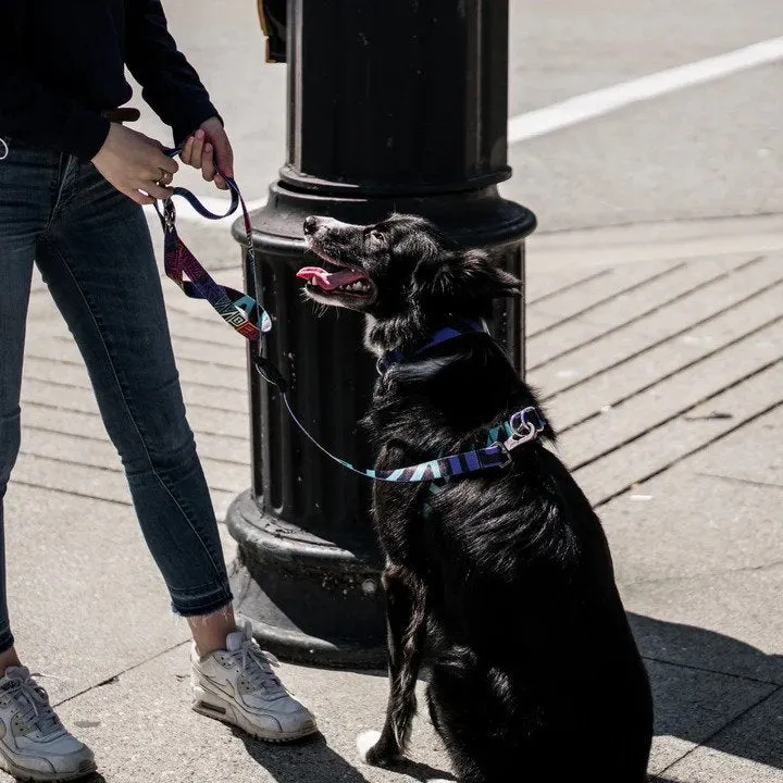 Ikonic Dog Collar