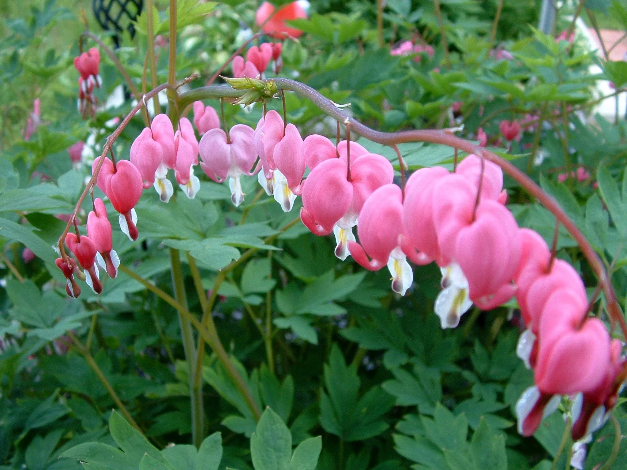 pot bleeding heart pink