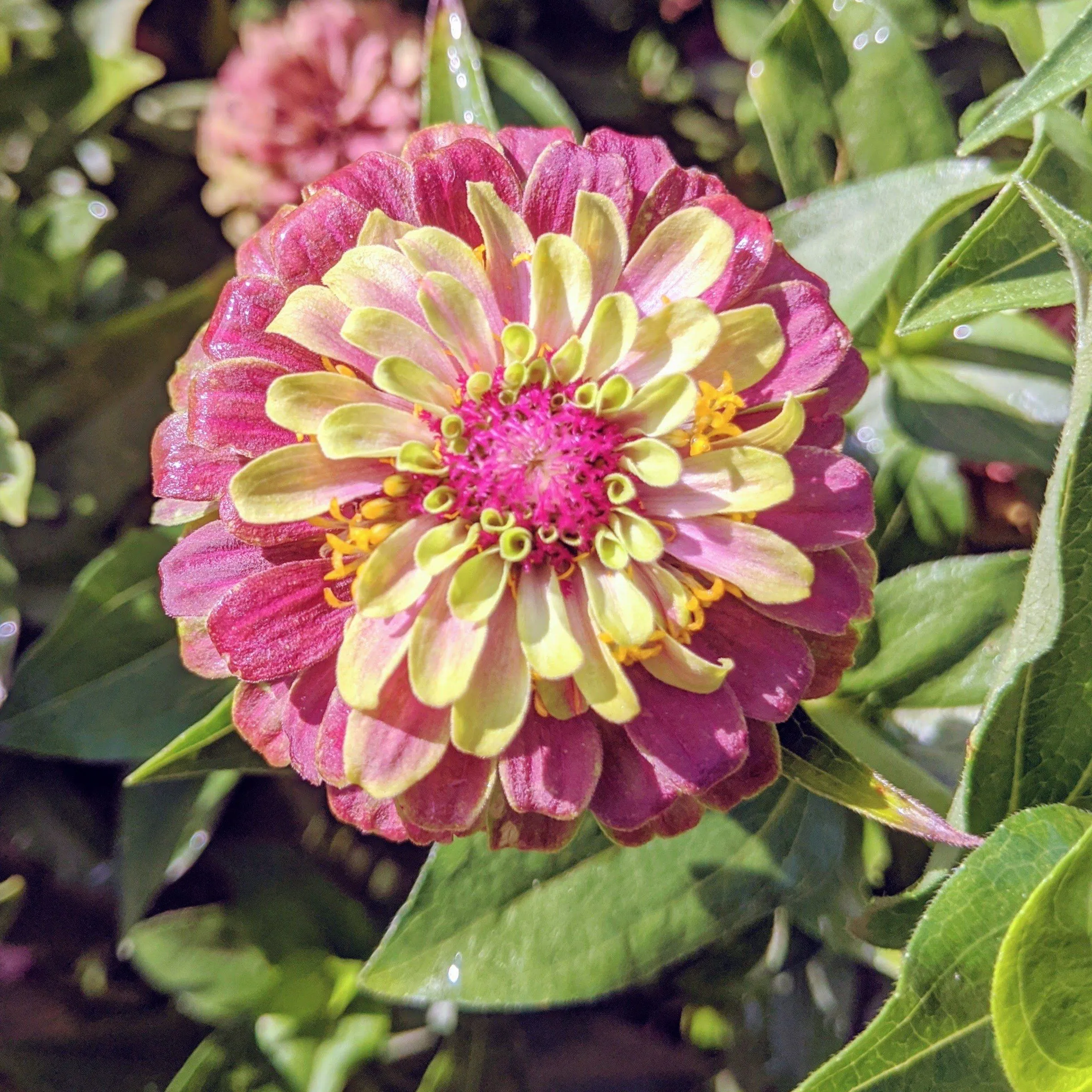 Queen Lime Blush Zinnia Seedlings