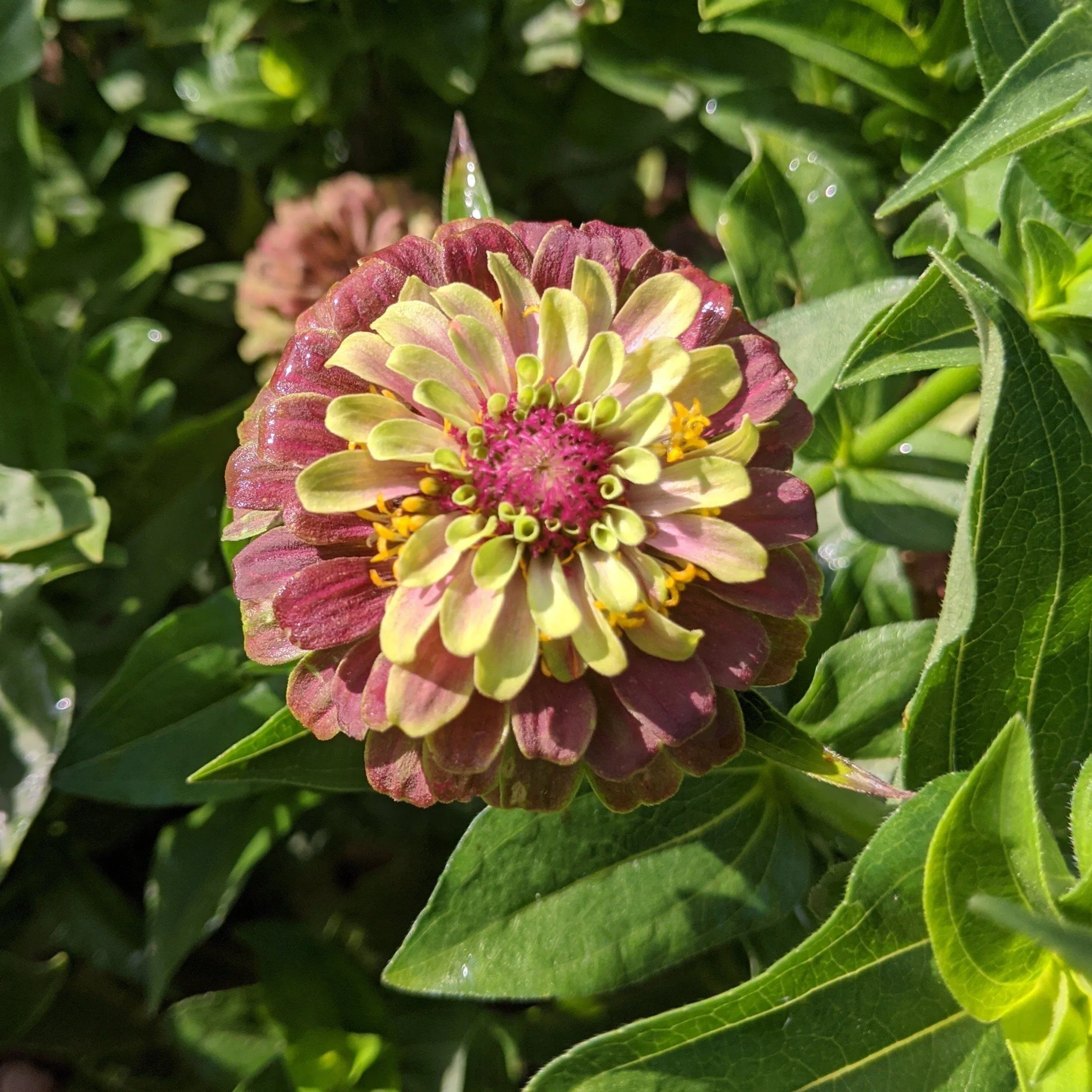 Queen Lime Blush Zinnia Seedlings