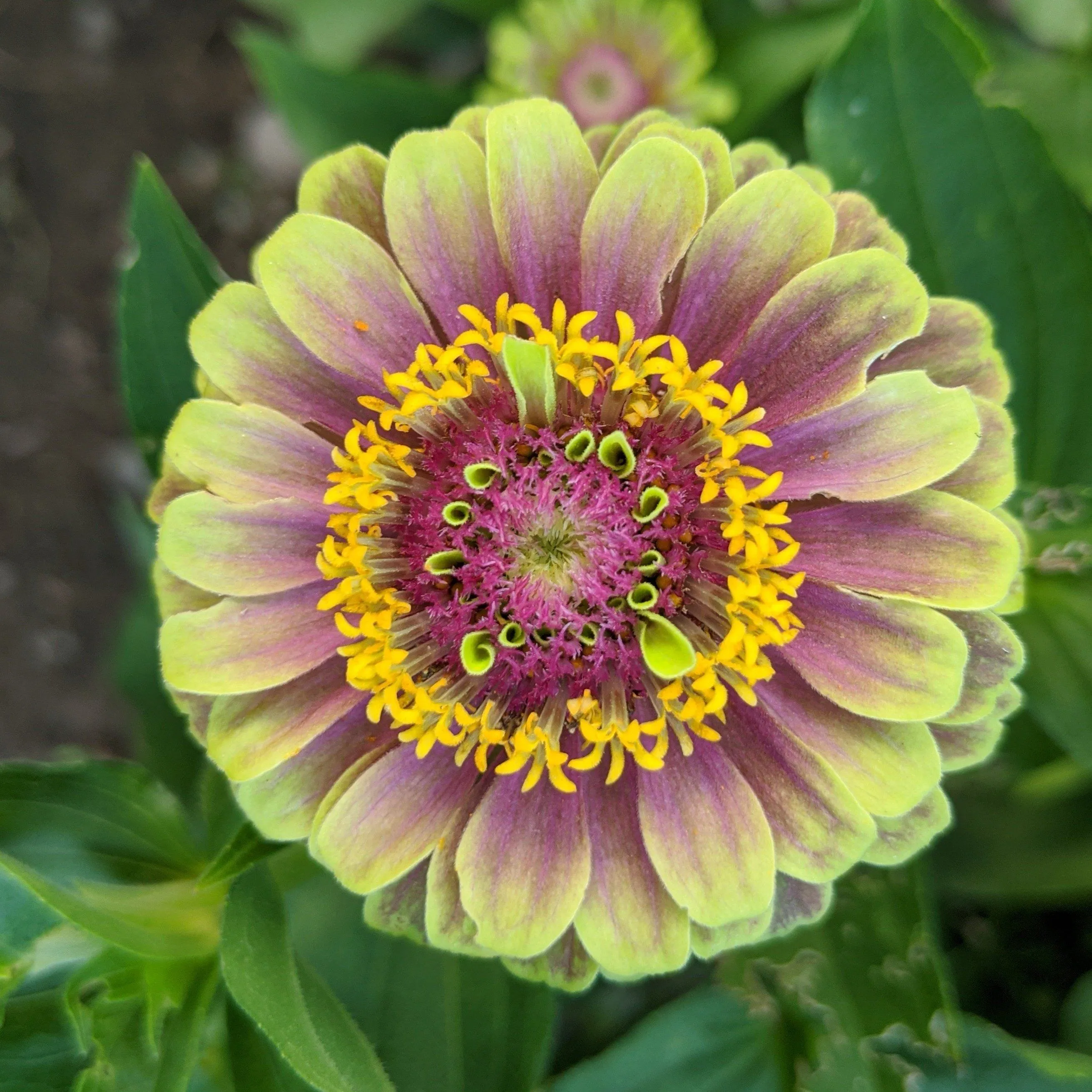 Queen Lime Blush Zinnia Seedlings