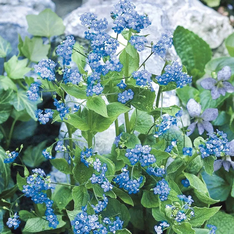 Siberian Bugloss